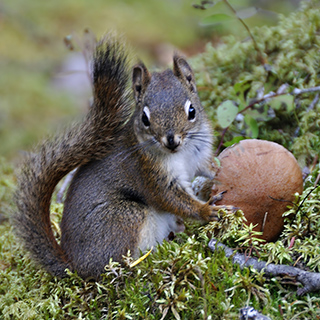Mount Robson PP - Berg Lake Trail - Tree squirrel